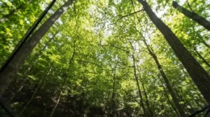 Clear outward vision through an ultra-fine mesh head net for no-see-ums during a forest hike.